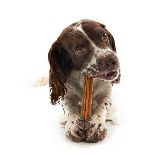 Dental Dog Treats M33331
