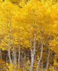 50 Bareroot Quaking Aspen Trees 18-24 Inches Tall O15280