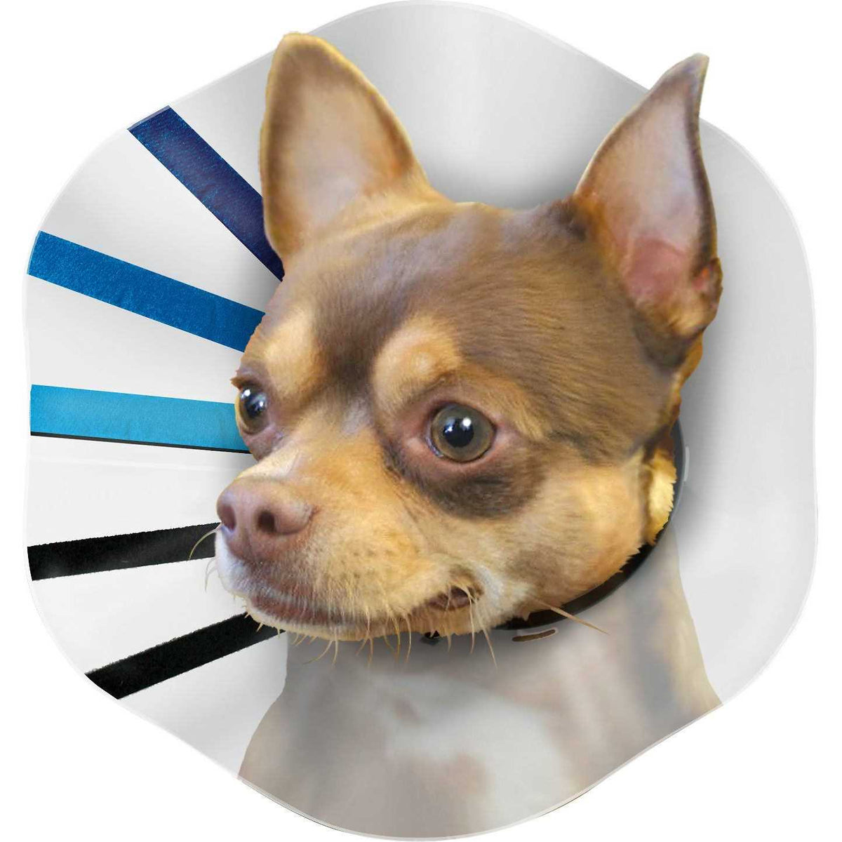 Clear Collar O7978