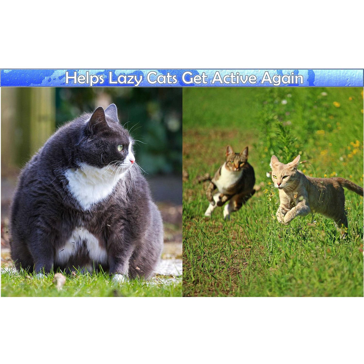 Cat Grooming Arch with Catnip F608033