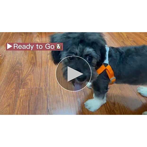 Adjustable Reflective Dog Harness with 2 Leash Clips H8385
