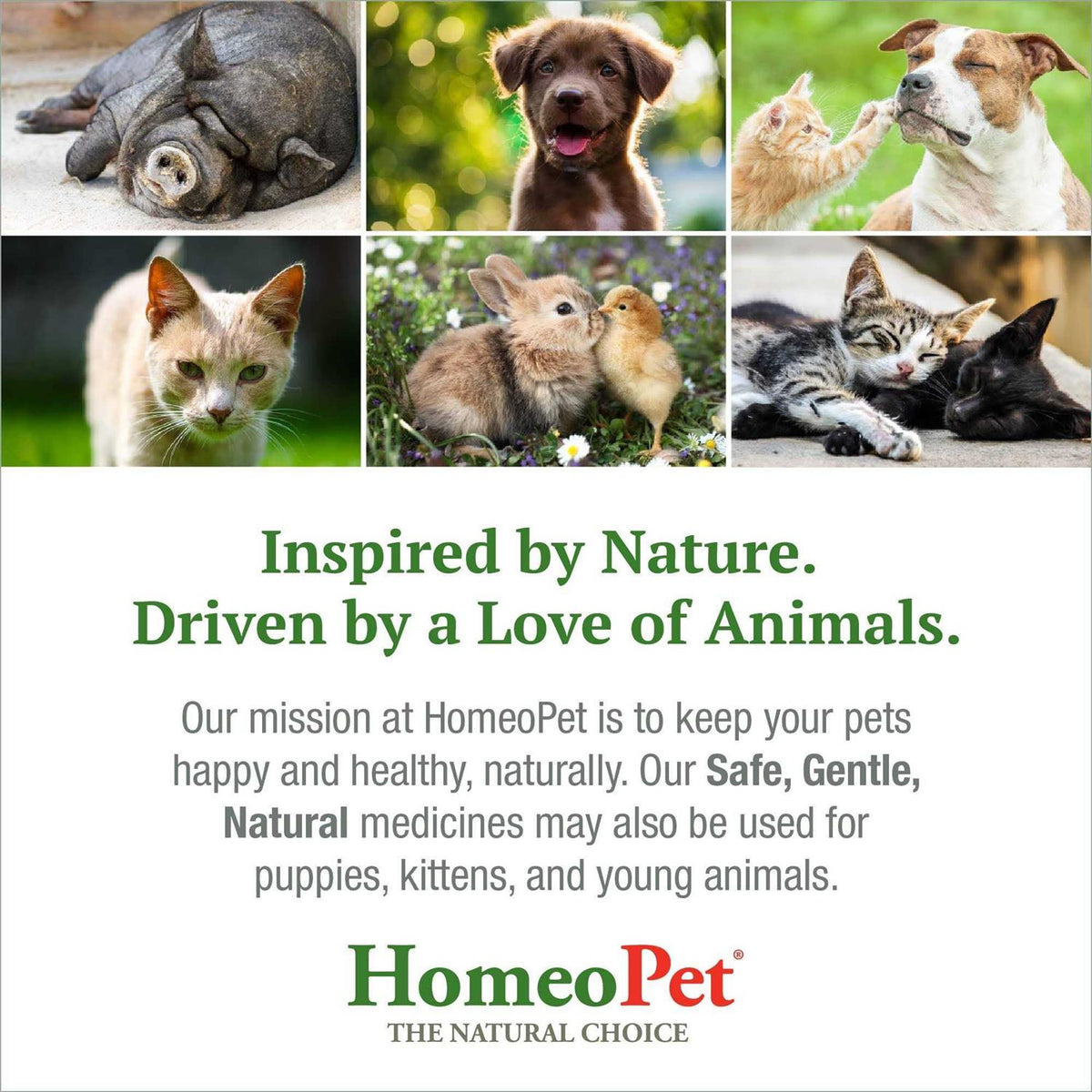 Feline Dental for Cats Y54671