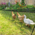 Chicken Tunnels for Yard L38775