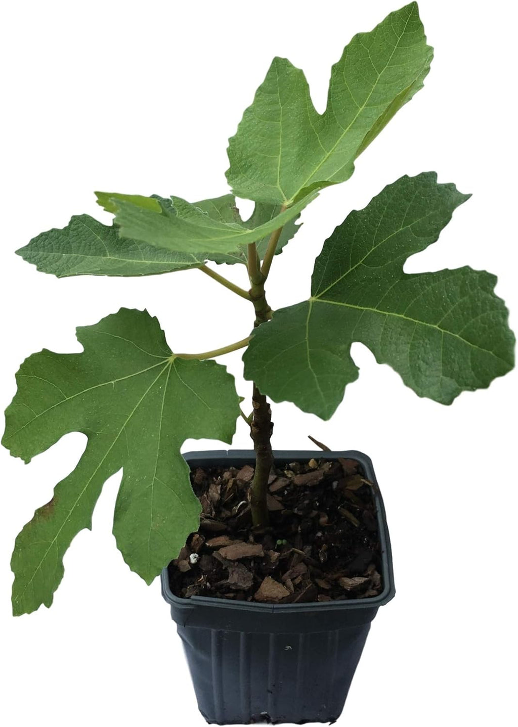2 Brown Turkey Fig Plants in 4 Inch Containers V51563