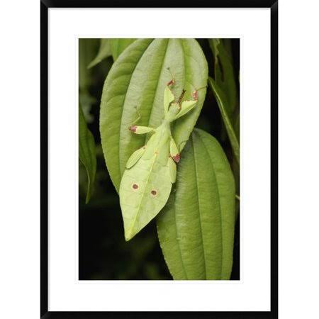 Framed Photographic Print 30x22 I324