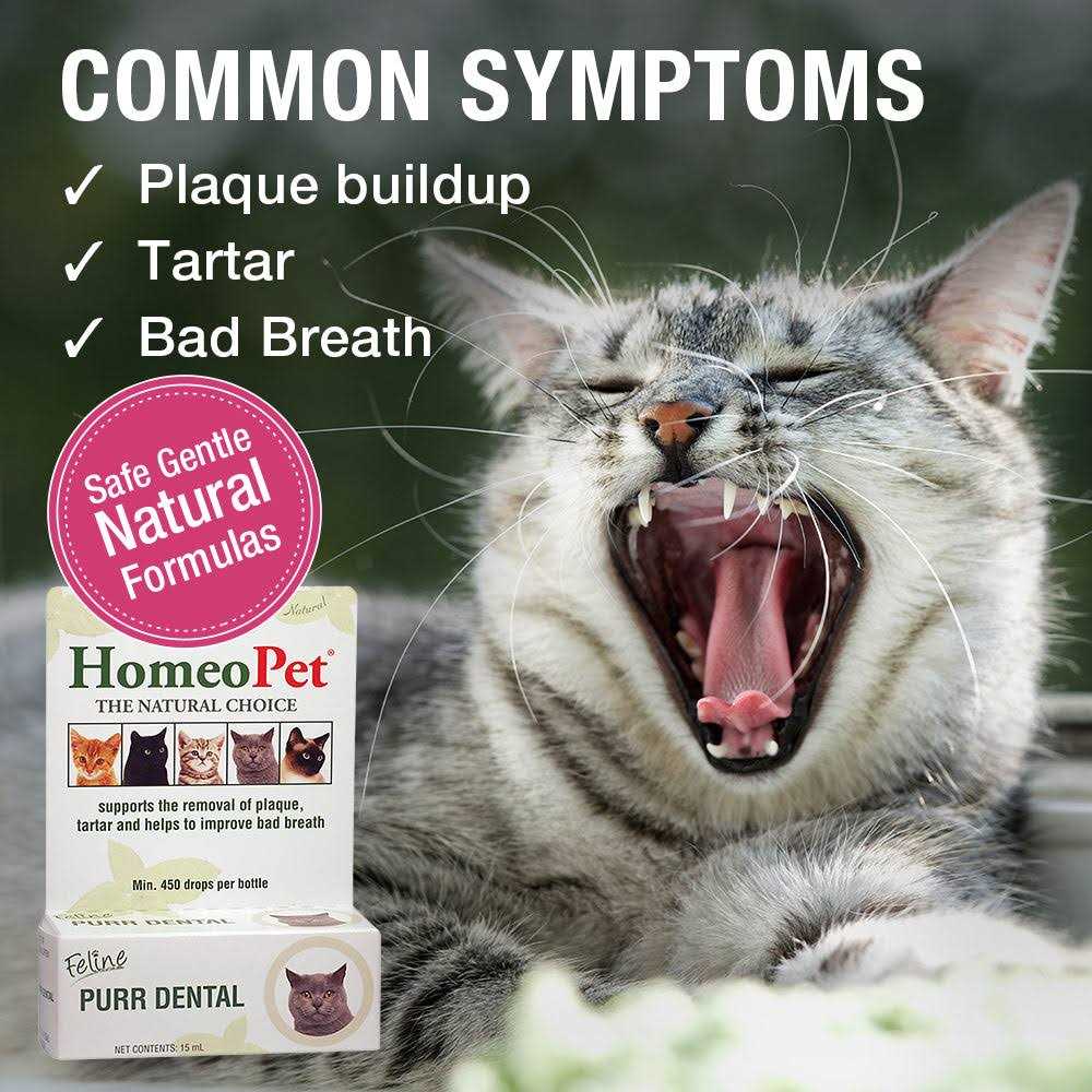 Feline Dental for Cats Y54671
